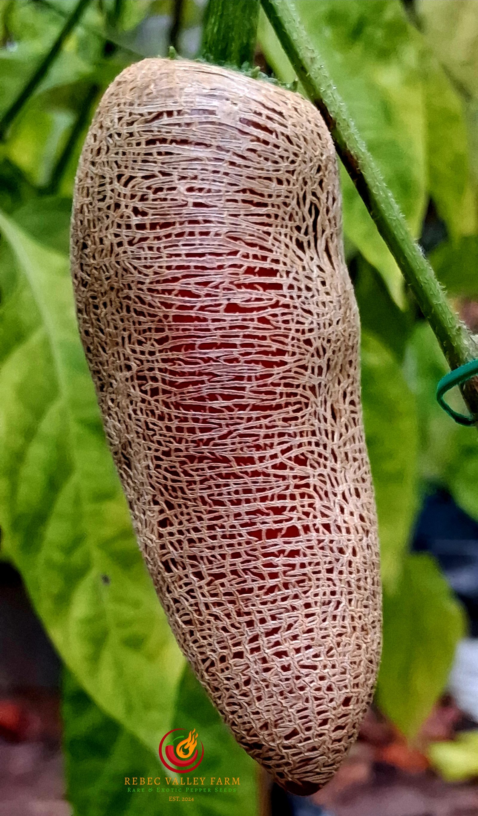 Farmers' Market Jalapeno Pepper - Image 3