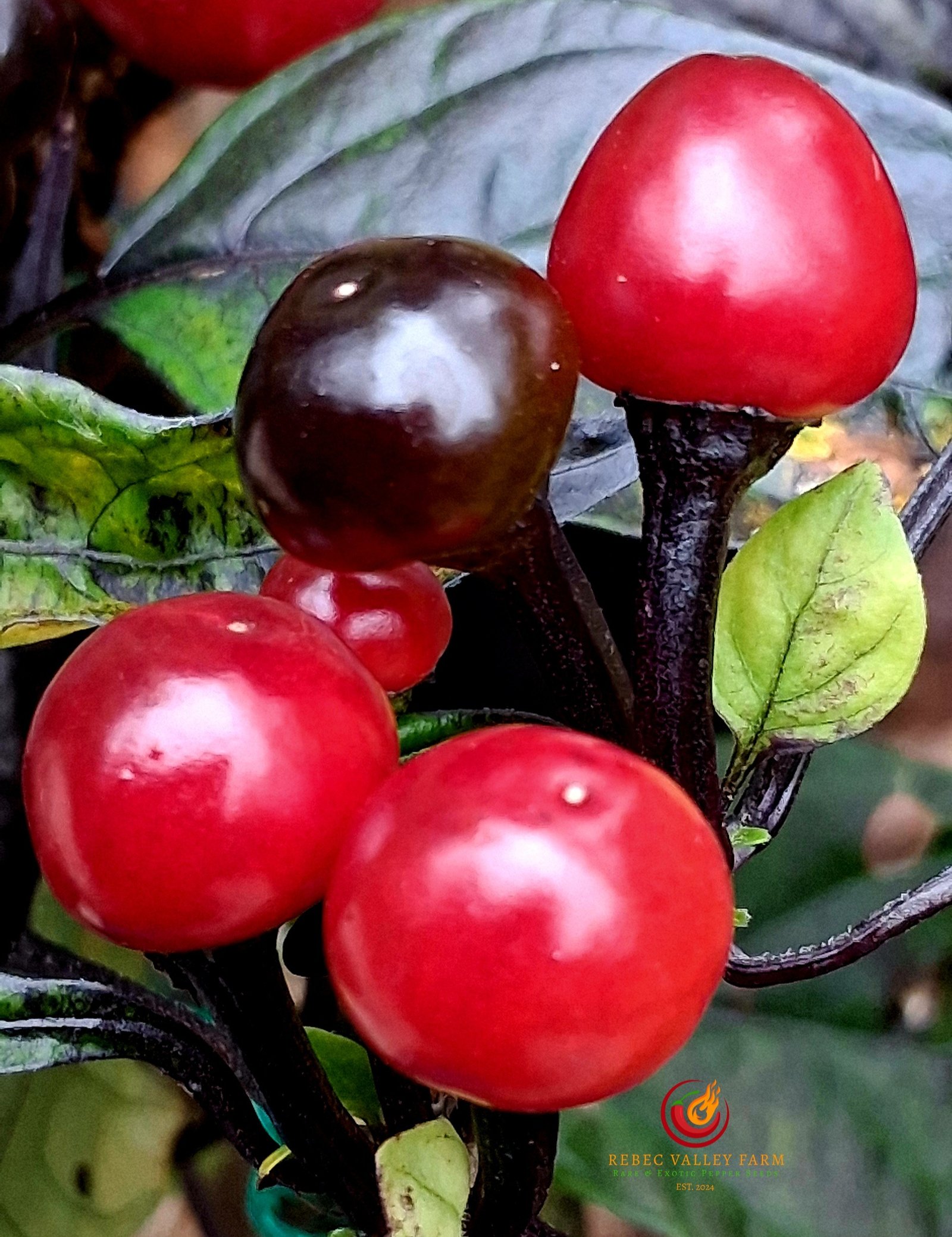 Black Pearl Pepper - Image 4