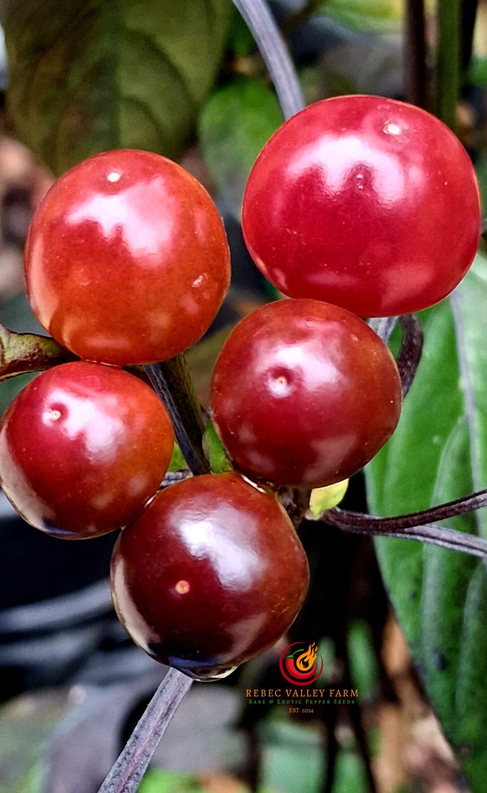 Black Pearl Pepper - Image 3