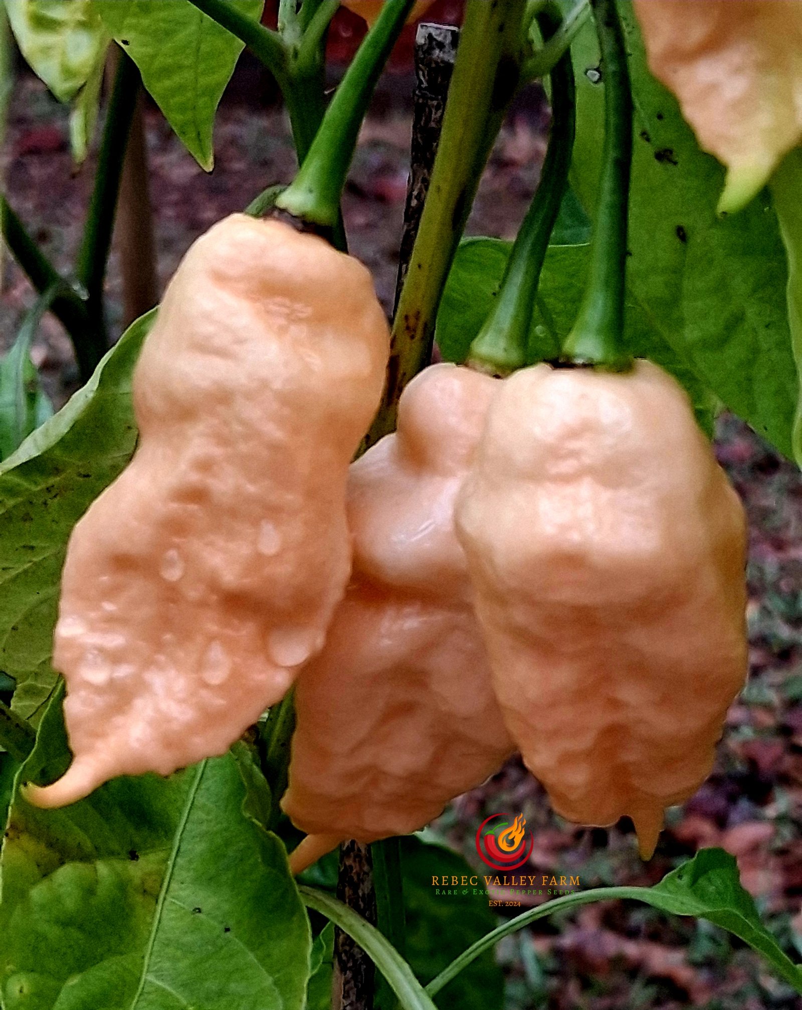 Jay's Peach Ghost Scorpion Pepper - Image 4