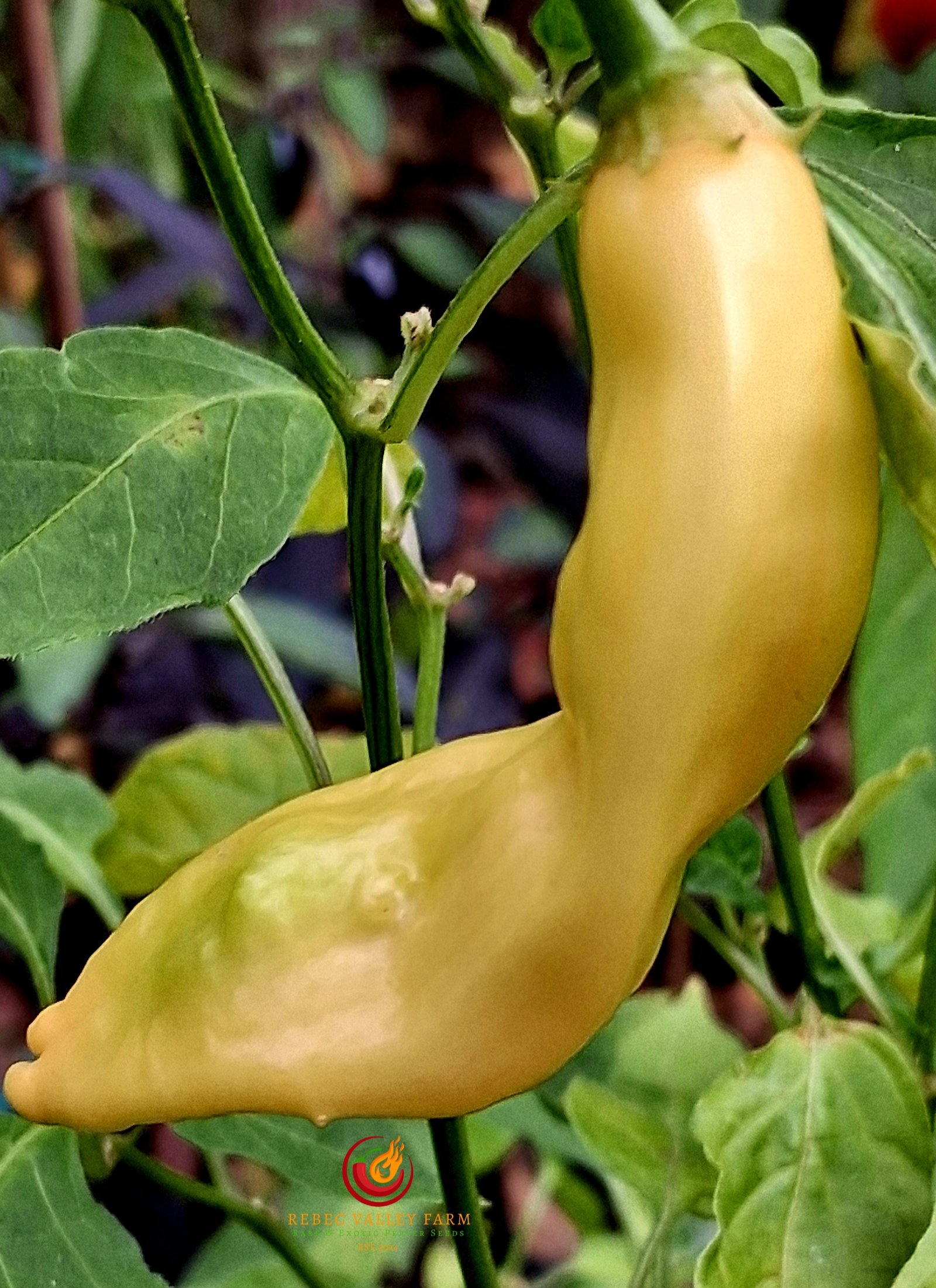 Sugar Rush Peach Pepper - Image 7