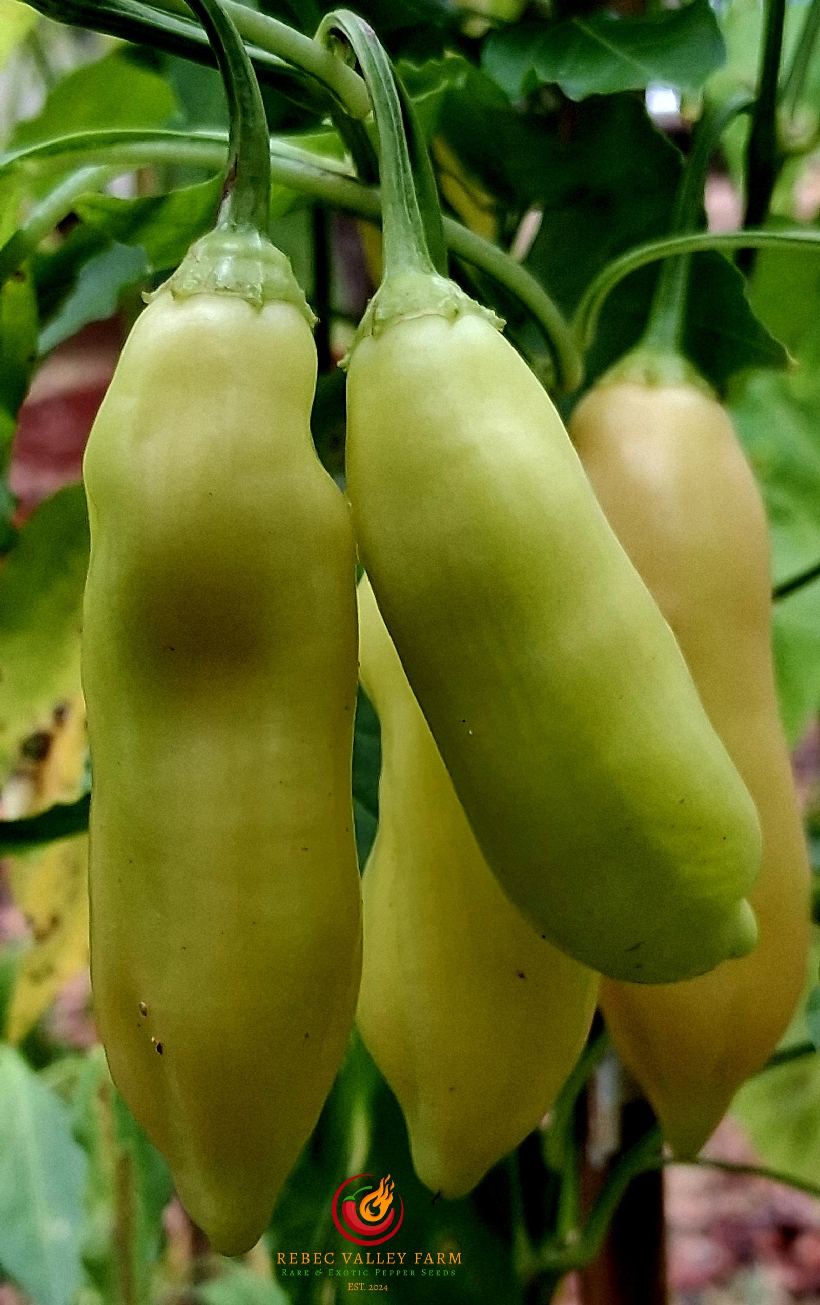 Sugar Rush Peach Pepper - Image 4