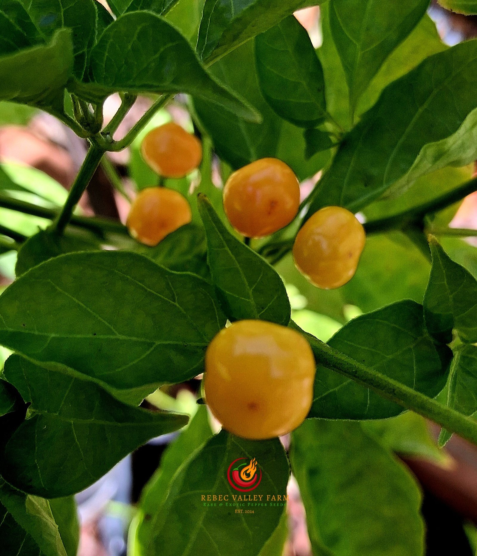 Aji Charapita Pepper - Image 5