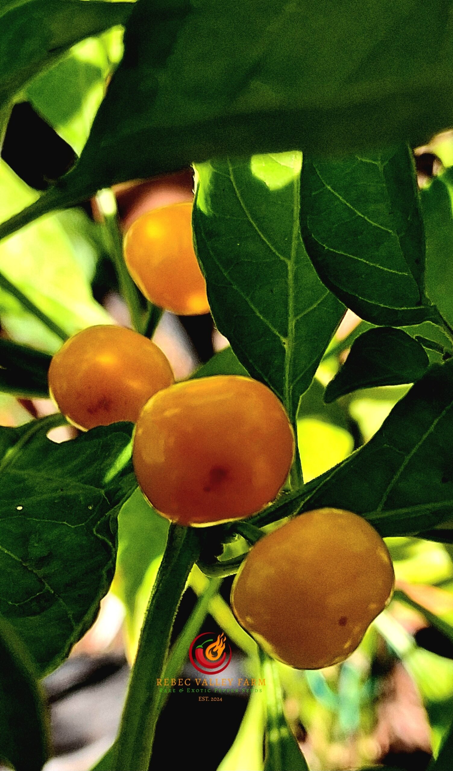 Aji Charapita Pepper - Image 4