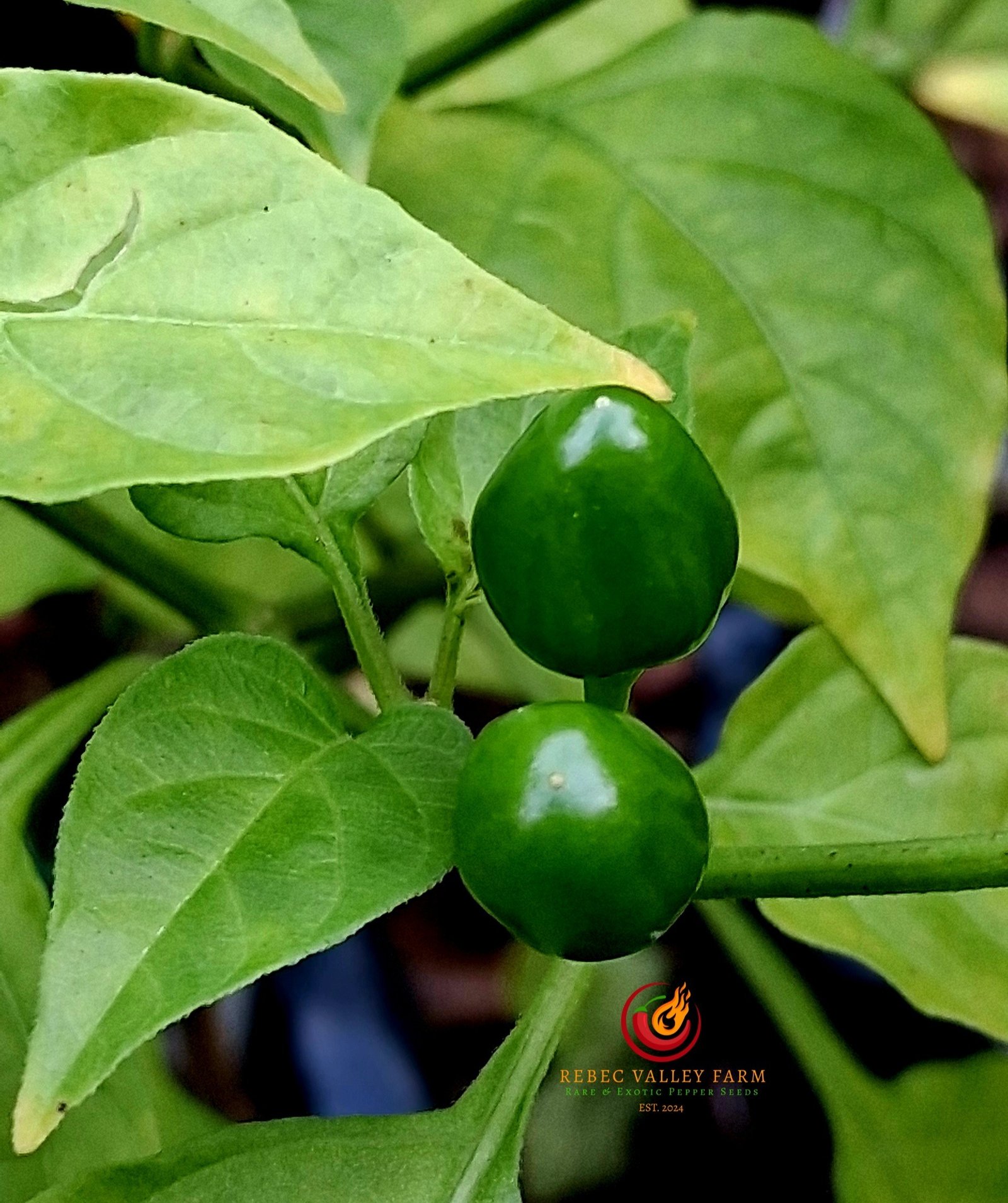 Cumari do Para Pepper - Image 2