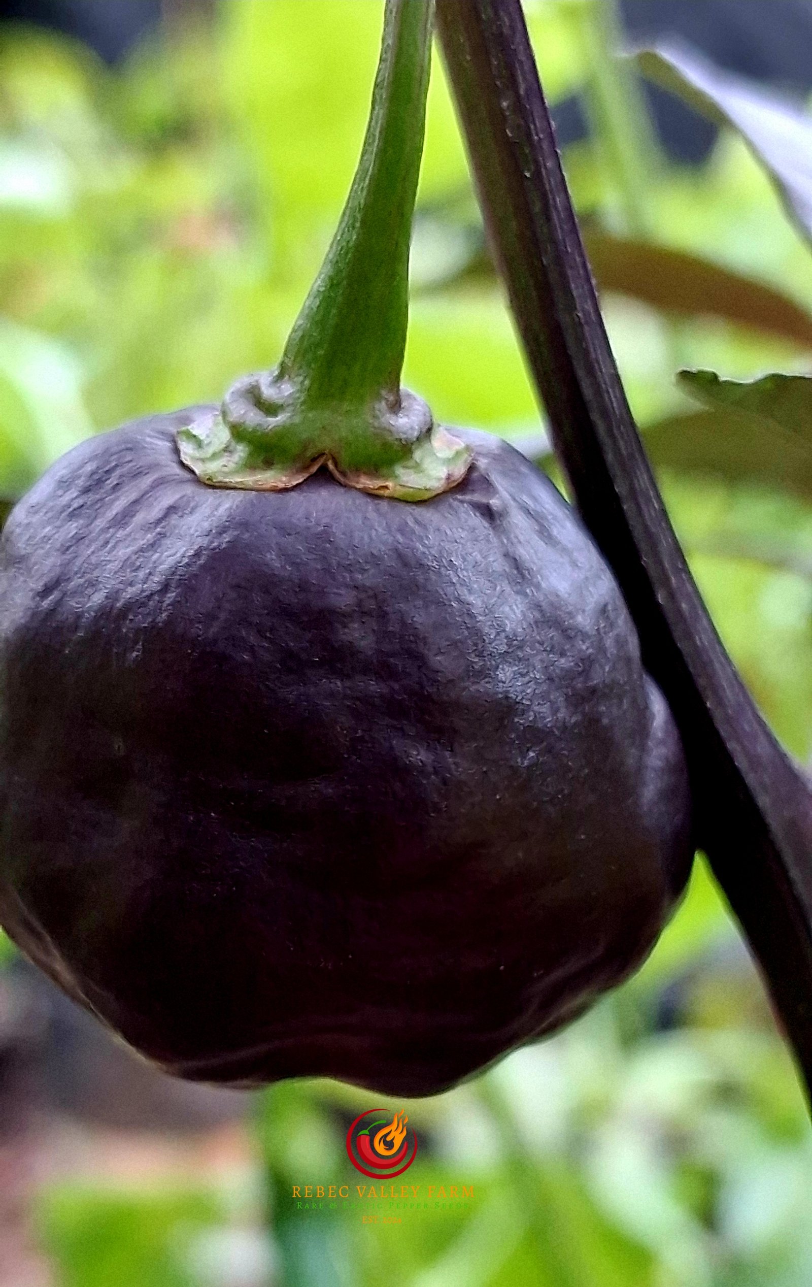 Nazgul's Pumpkin Pie Pepper - Image 3