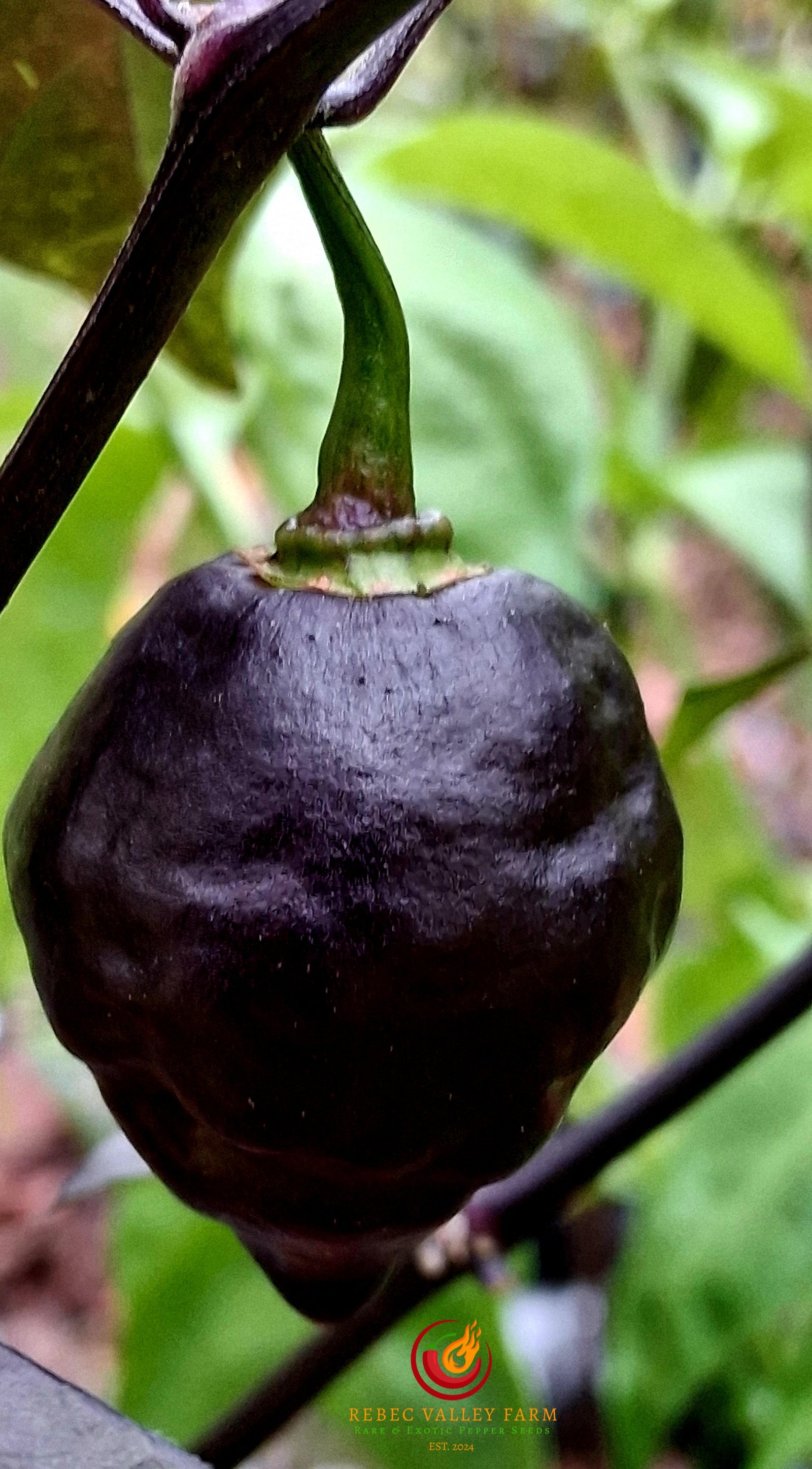 Nazgul's Pumpkin Pie Pepper - Image 2