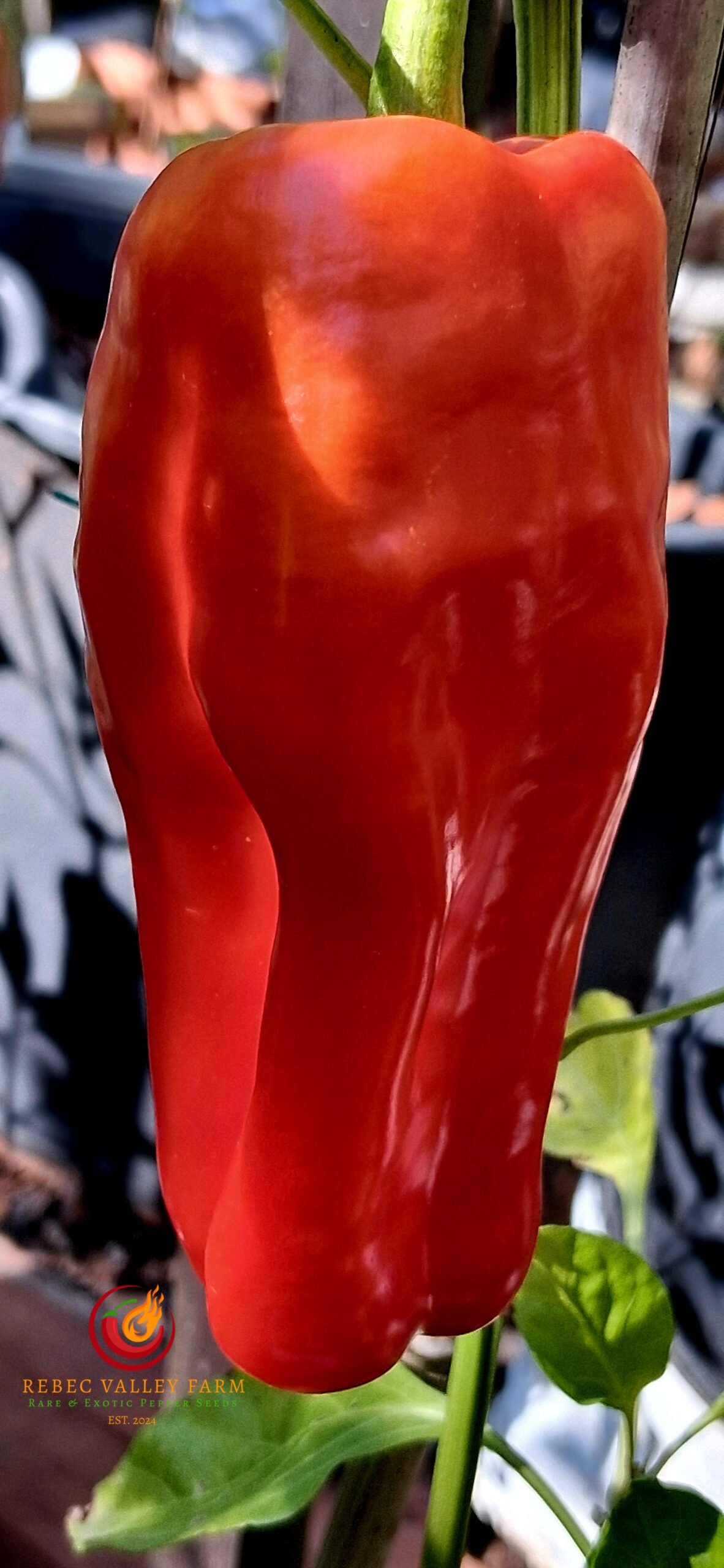 Giant Red Marconi Pepper - Image 2