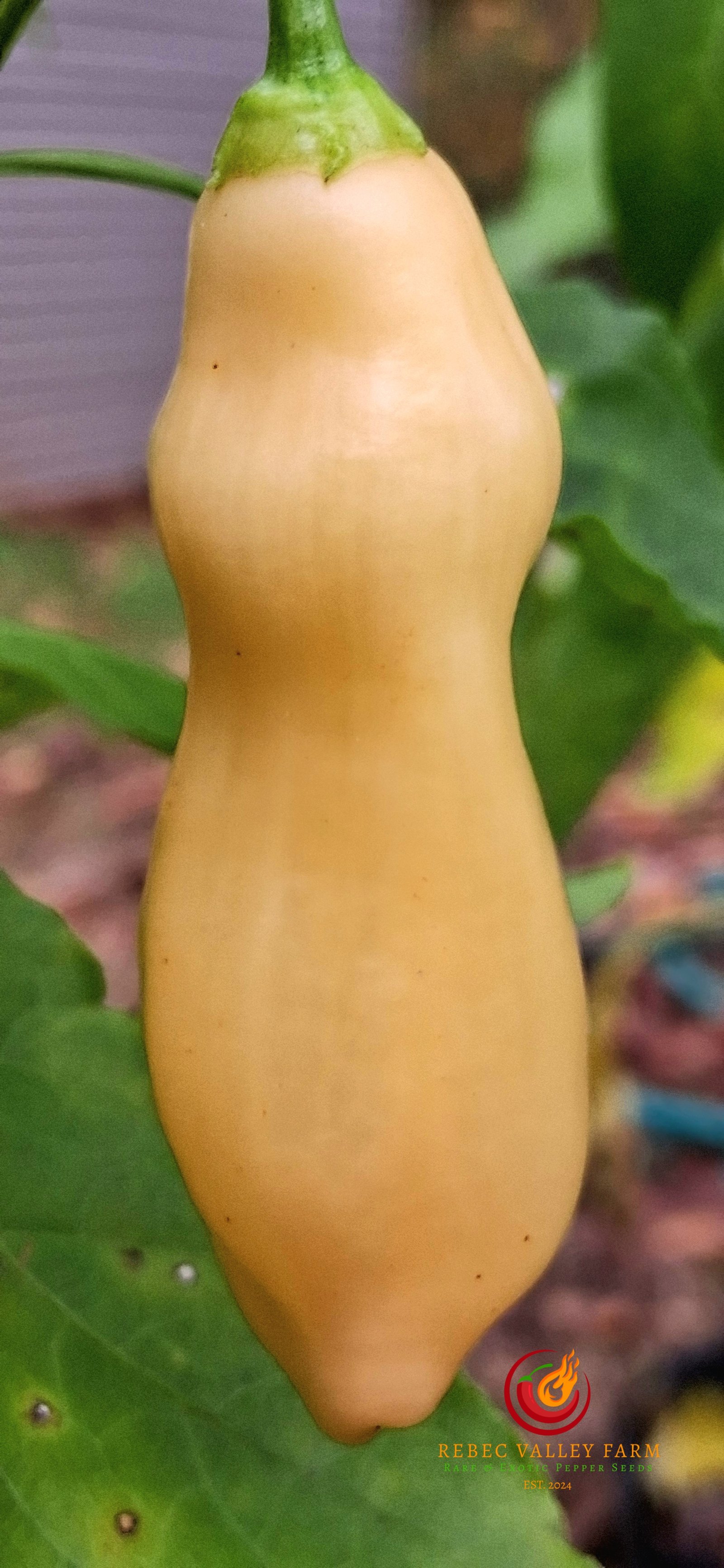 Sugar Rush Peach Pepper - Image 8