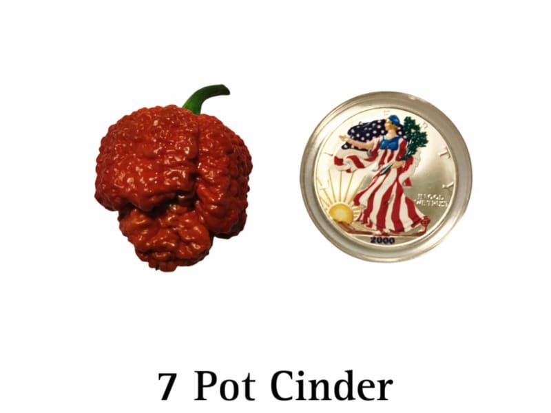 7 Pot Cinder Pepper