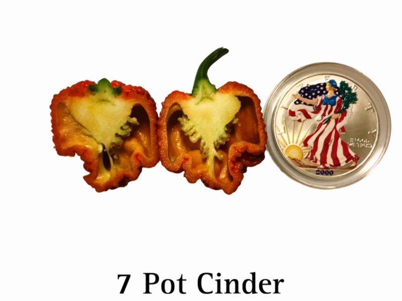 7 Pot Cinder Pepper - Image 2