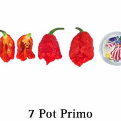 7 Pot Primo Pepper