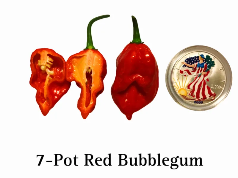7 Pot Red Bubblegum Pepper