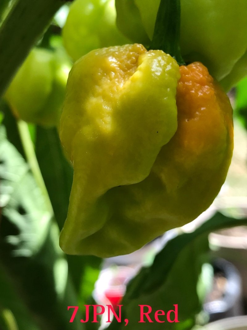 7JPN Red Pepper - Image 2