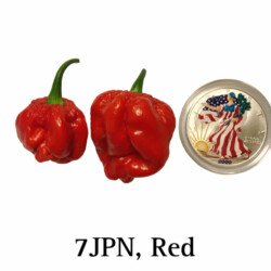 Red 7JPN Pepper Seeds