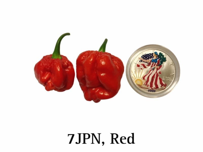 Red 7JPN Pepper Seeds