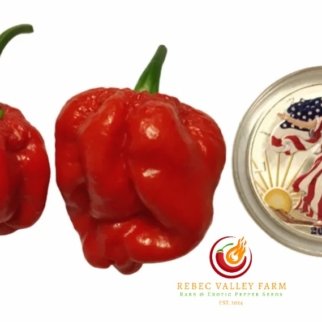7JPN Red Pepper