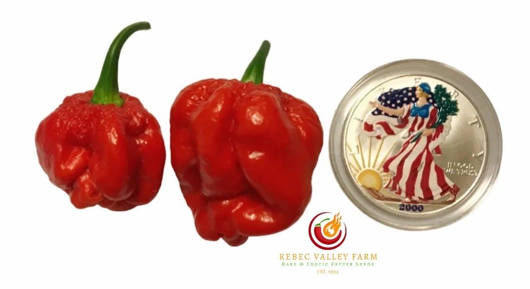 7JPN Red Pepper