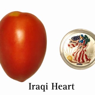 Iraqi Heart Tomato Seeds