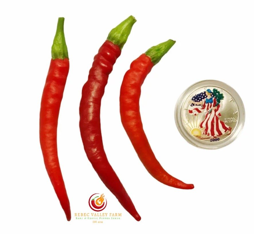 Aci Sivri Kil Pepper