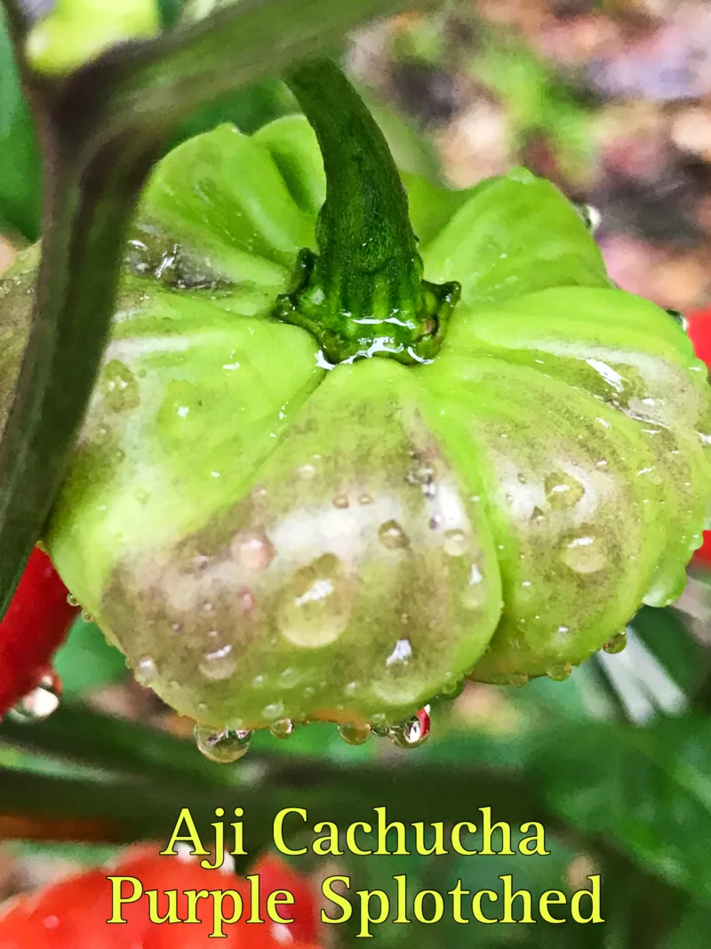 Aji Cachucha Purple Splotched Pepper - Image 2