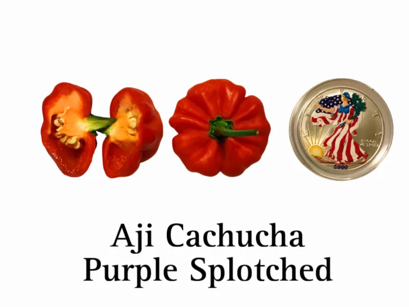 Aji Cachucha Purple Splotched Pepper