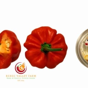 Aji Cachucha Purple Splotched Pepper