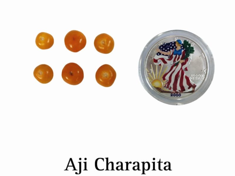 Aji Charapita