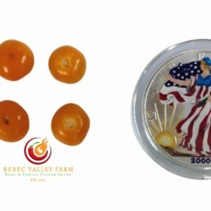 Aji Charapita Pepper