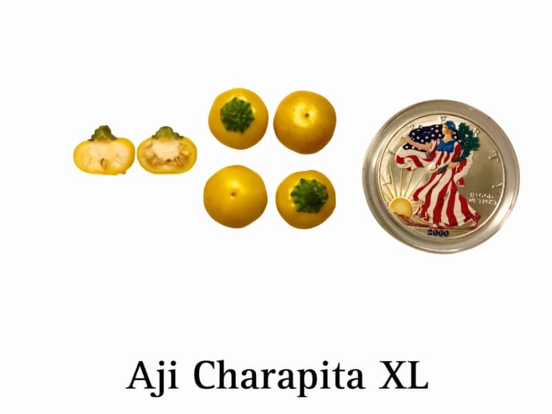 Aji Charapita XL