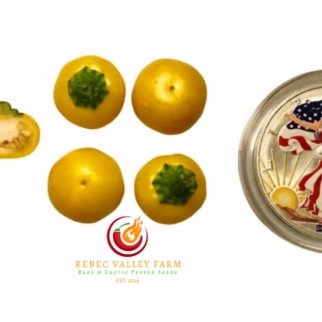 Aji Charapita XL Pepper