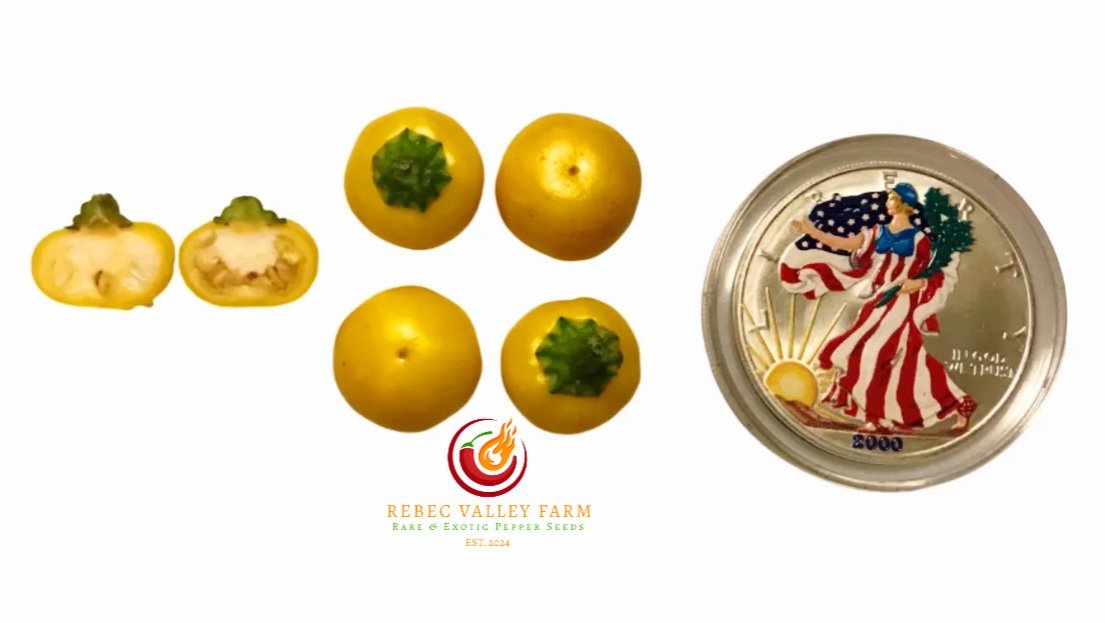 Aji Charapita XL Pepper