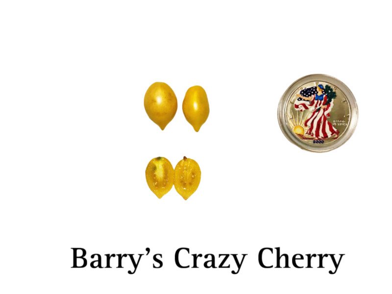 Barry's Crazy Cherry Tomato