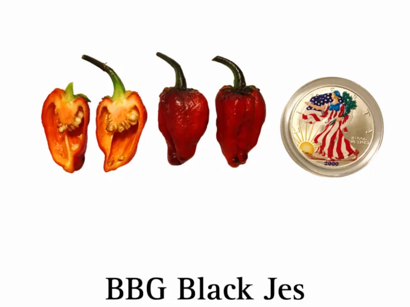 BBG Black Jes Pepper