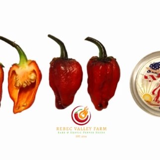 BBG Black Jes Pepper