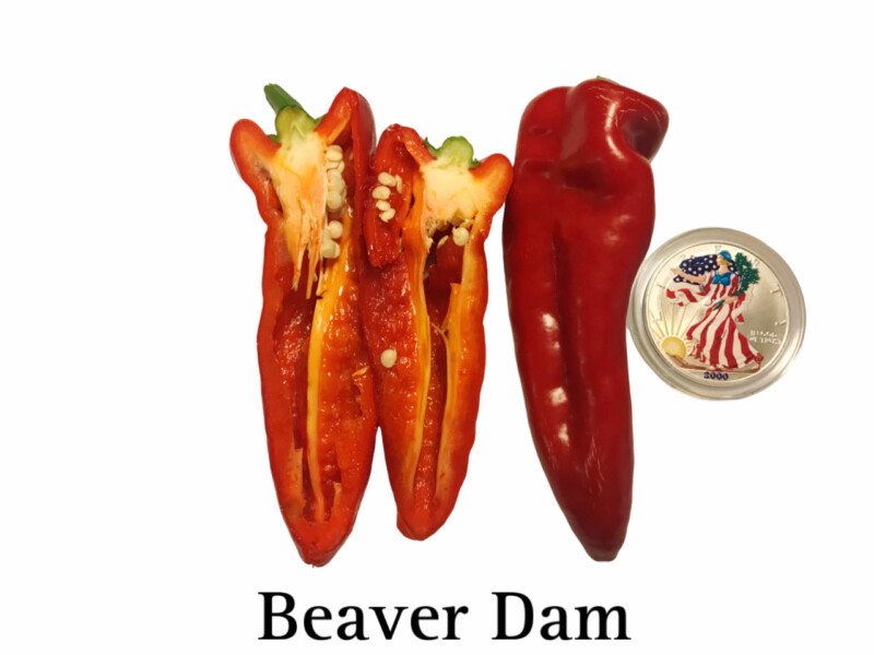 Beaver Dam Pepper