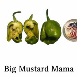 Big Mustard Mama Pepper