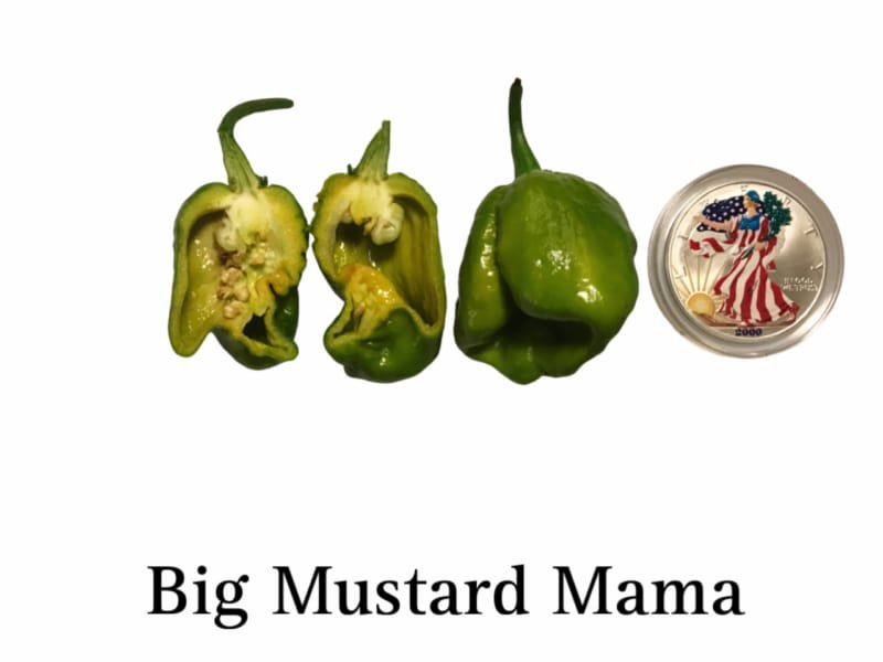 Big Mustard Mama Pepper