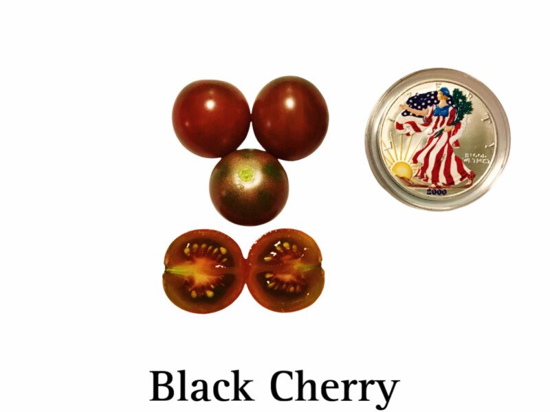 Black Cherry Tomato