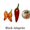 Black Jalapeno Pepper