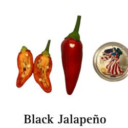 Black Jalapeno Pepper