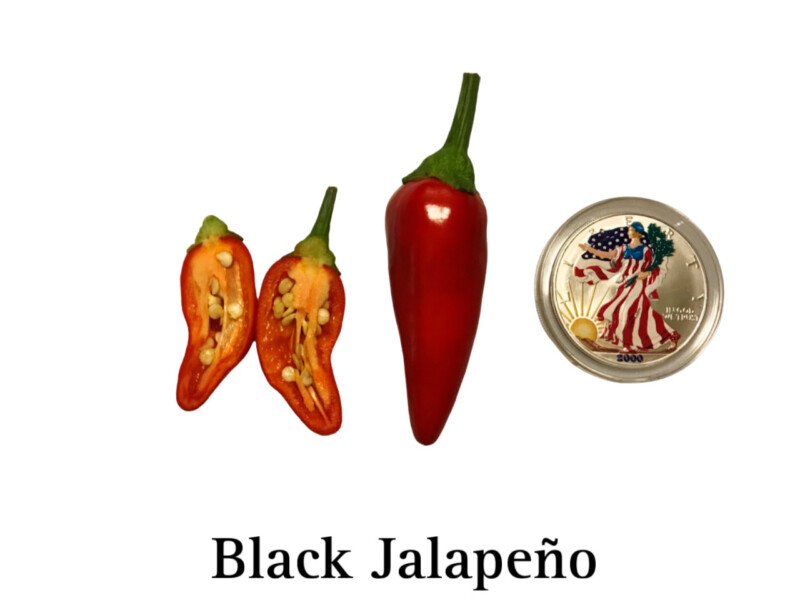 Black Jalapeno Pepper