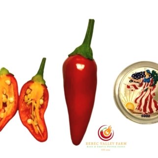 Black Jalapeno Pepper