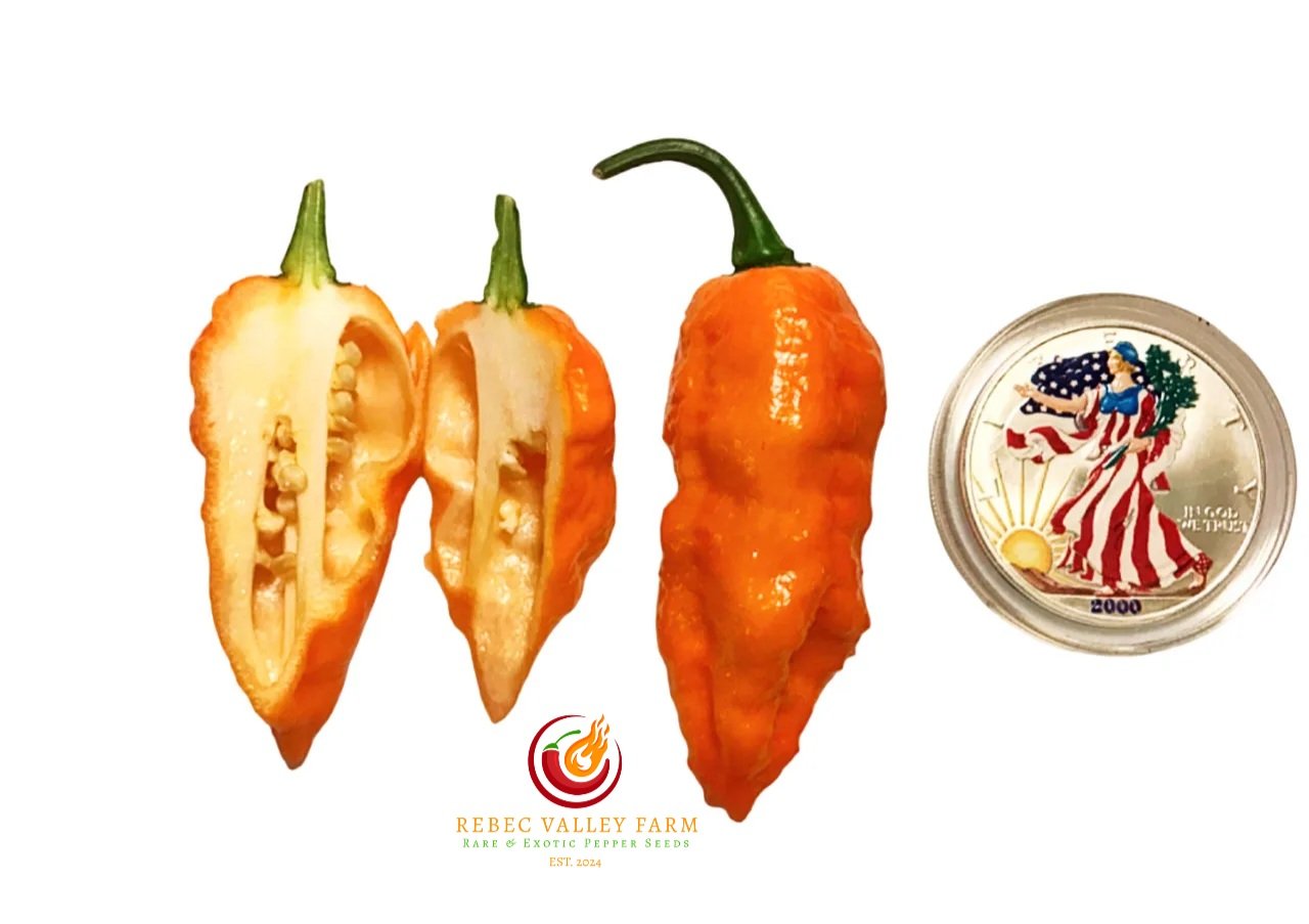 Black Panther Orange Pepper