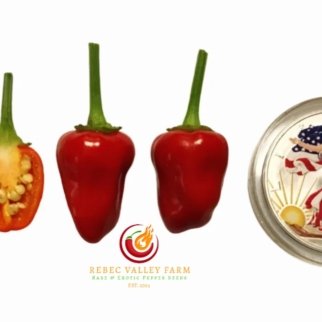 Chinese 5 Color Pepper