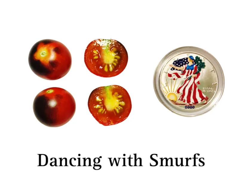 Dancing with Smurfs Cherry Tomato Seeds