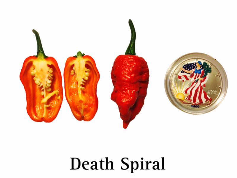 Death Spiral Pepper