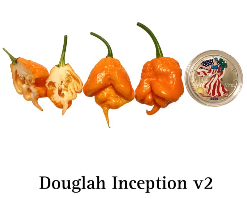 Douglah Inception V2 Pepper