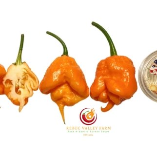 Douglah Inception V2 Pepper