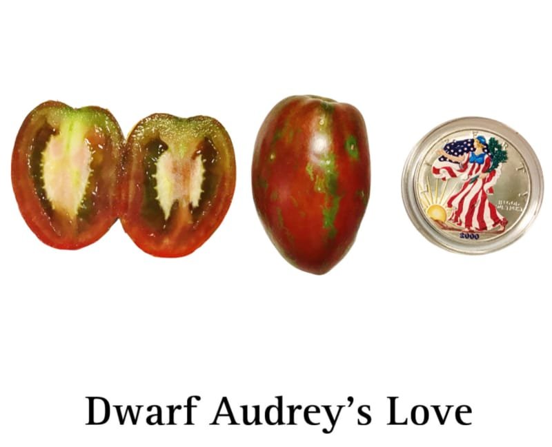 Dwarf Audrey's Love Tomato Seeds